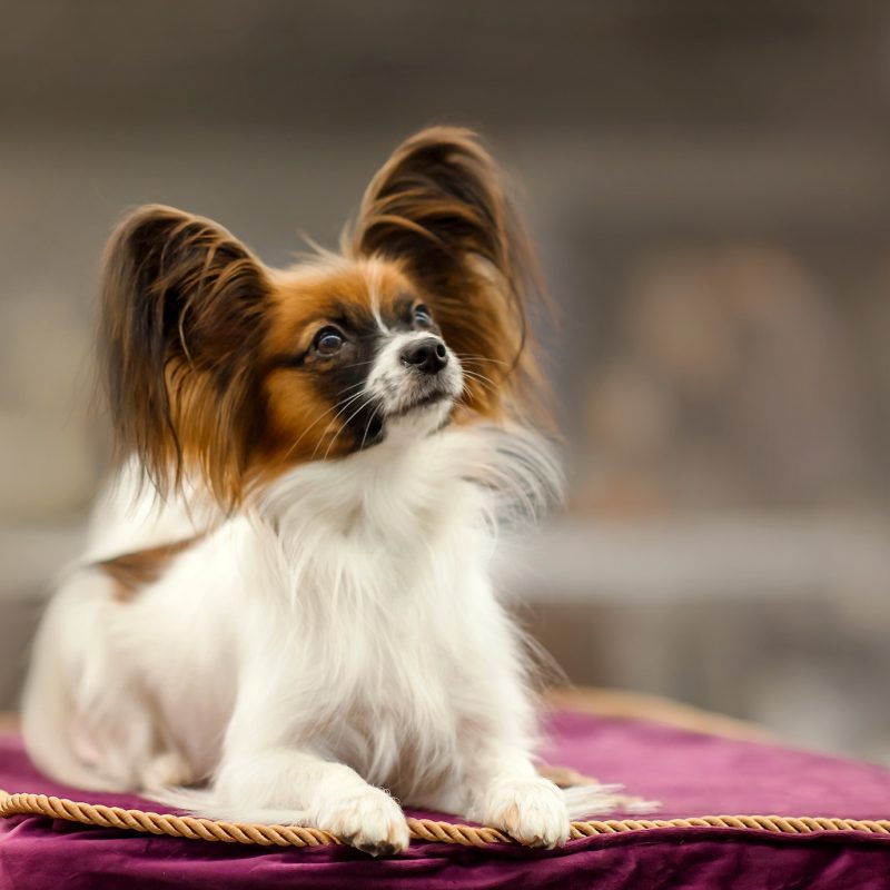 cute little papillon dog at the show